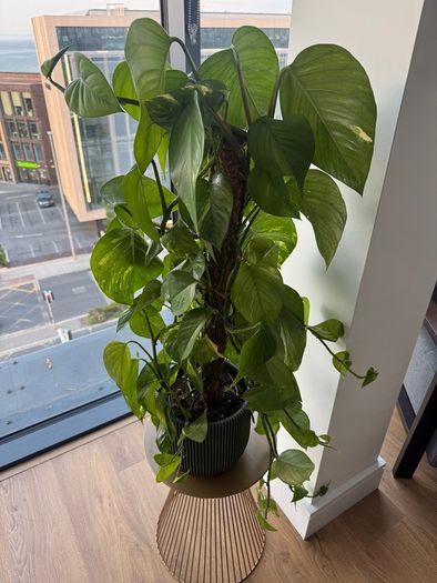3 Plants w/ Pots (bundle or individual)