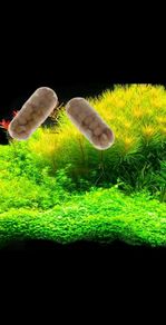 Capsule fertilizer