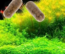 Capsule fertilizer