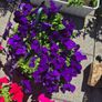 Hanging basket Image 3