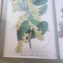 Framed double Botanical Print of  flowers still life. Image 3
