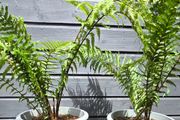 2 large ferns 25 each
