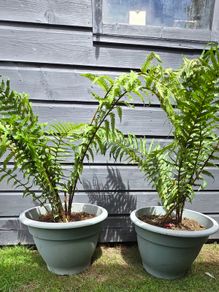 2 large ferns 25 each