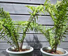 2 large ferns 25 each