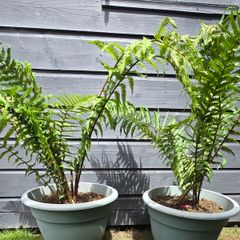 2 large ferns 25 each