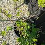 Established gooseberry plant pink fruit Image 2