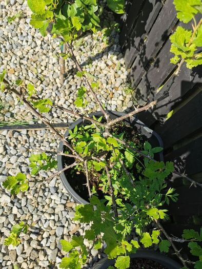 Established gooseberry plant pink fruit