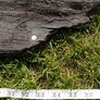 Antique Bog Oak - Garden Decoration Image 3