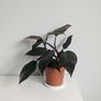 Philodendron Pink Princess Plant Image 3