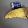 T. rex replica tooth Image 2