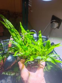 fish plant