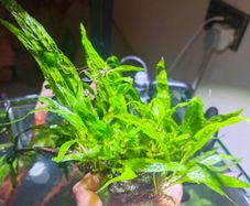 fish plant
