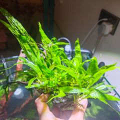 fish plant