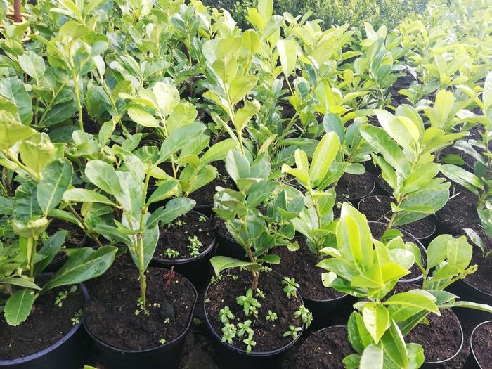 Laurel Hedging