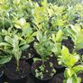 Laurel Hedging Image 3
