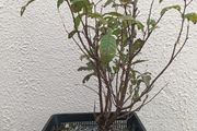 Native Irish Cherry Tree Bonsai