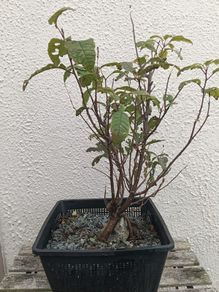 Native Irish Cherry Tree Bonsai