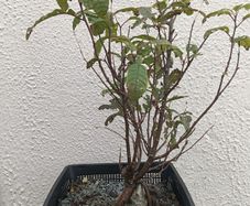 Native Irish Cherry Tree Bonsai