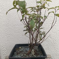 Native Irish Cherry Tree Bonsai