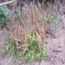 Buck's-horn Plantain (Plantago coronopus) - Irish Seed Image 2