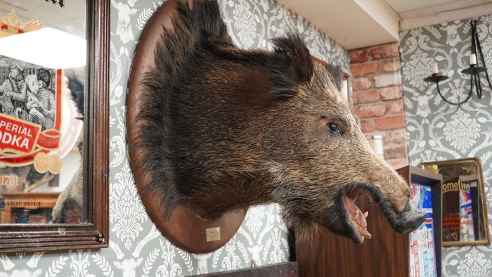 Large Vintage Taxidermy Wild Boar Head