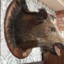 Large Vintage Taxidermy Wild Boar Head Image 3