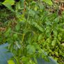 dahlia plant Image 10