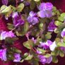 Selection 3 - 2 x Light Purple Rose - Fake Artificial Flowers Garland, approx 2.5m long each Wedding Arch Image 2