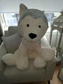 large dog teddy new