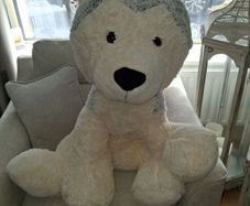 large dog teddy new