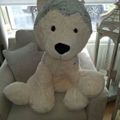 large dog teddy new
