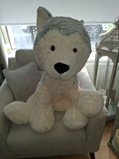 large dog teddy new