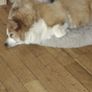 missing dog Image 3