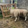 Ewe Lambs Image 2