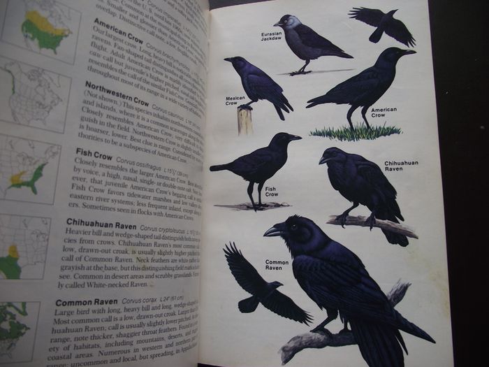 1987 "Field Guide To The Birds Of North America - National Geographic Society"