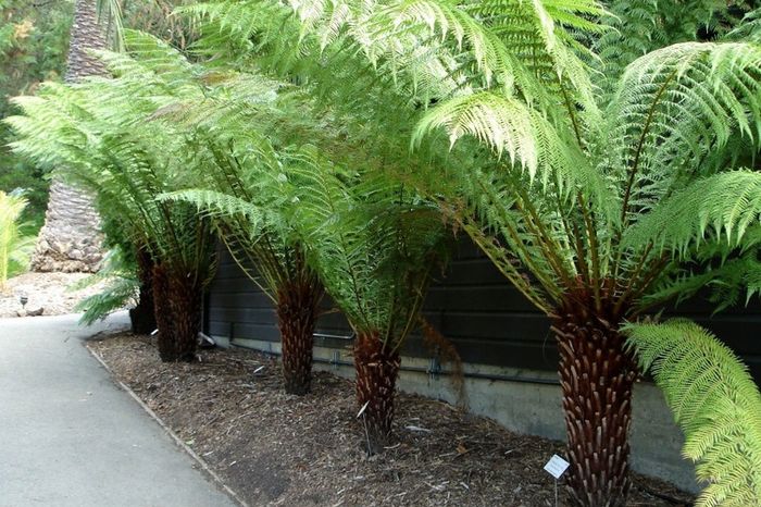 Tree Ferns-Dicksonia antarctica