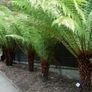 Tree Ferns-Dicksonia antarctica Image 3