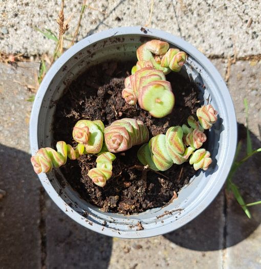 Crassula marnieriana_worm plant