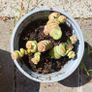Crassula marnieriana_worm plant Image 2