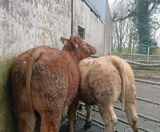 Super heifers
