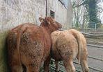 Super heifers