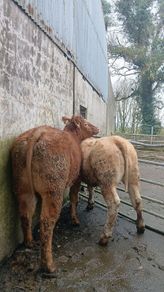 Super heifers