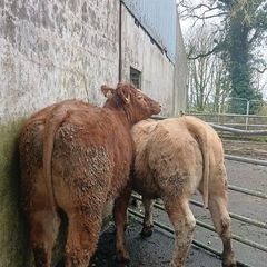 Super heifers