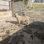 Ram lamb Image 2