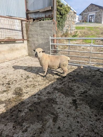 Ram lamb
