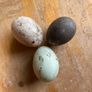 Cayuga hatching eggs Image 3