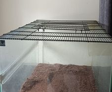 reptile glass tank