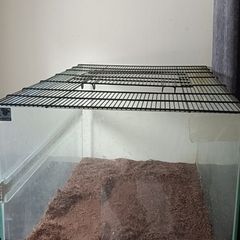 reptile glass tank
