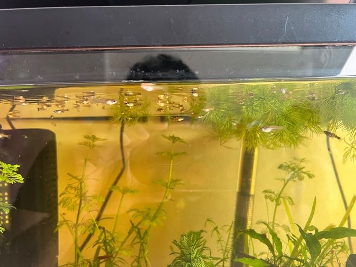 fish