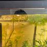fish Image 4
